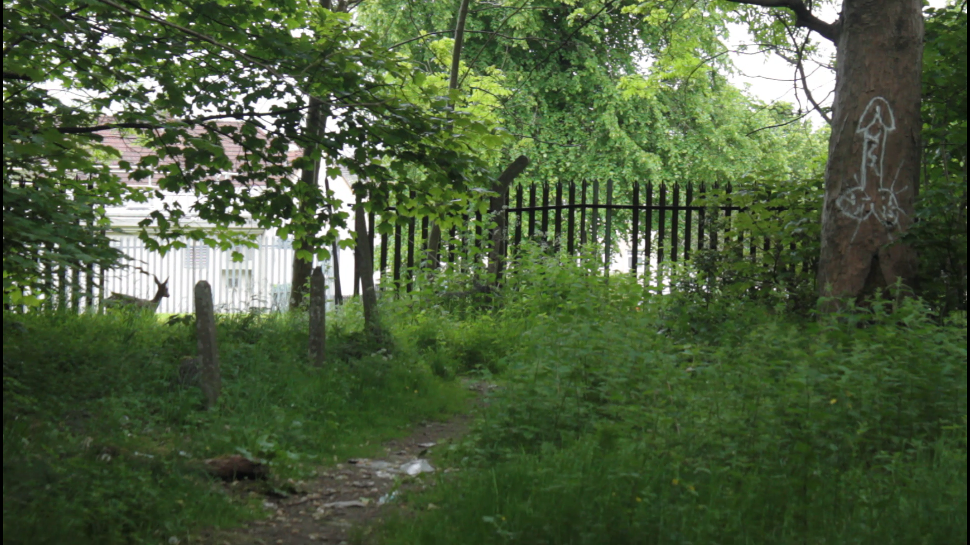 A landscape image of a scruffy path overgrown with grass and weeds. Graffitied on a tree trunk is a penis