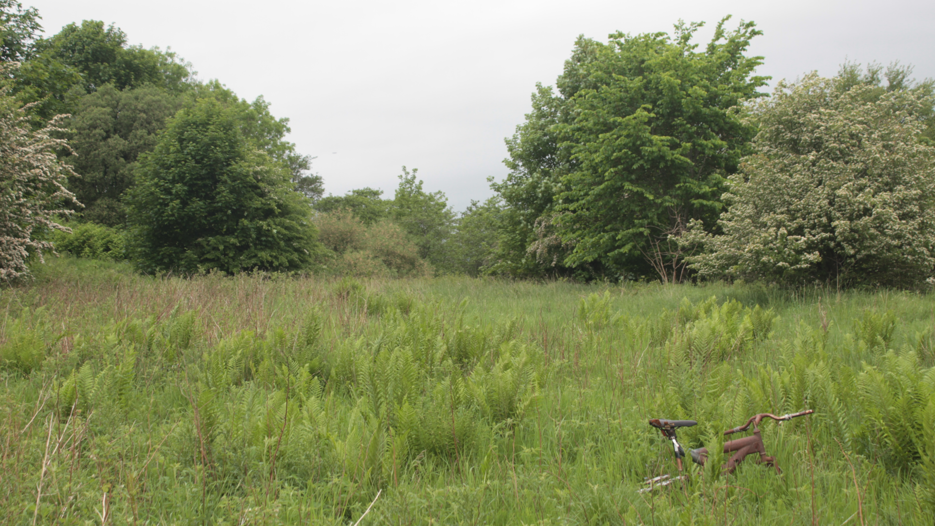 An overgrown field with trees at the back and a rusty bicycle frame in the foreground