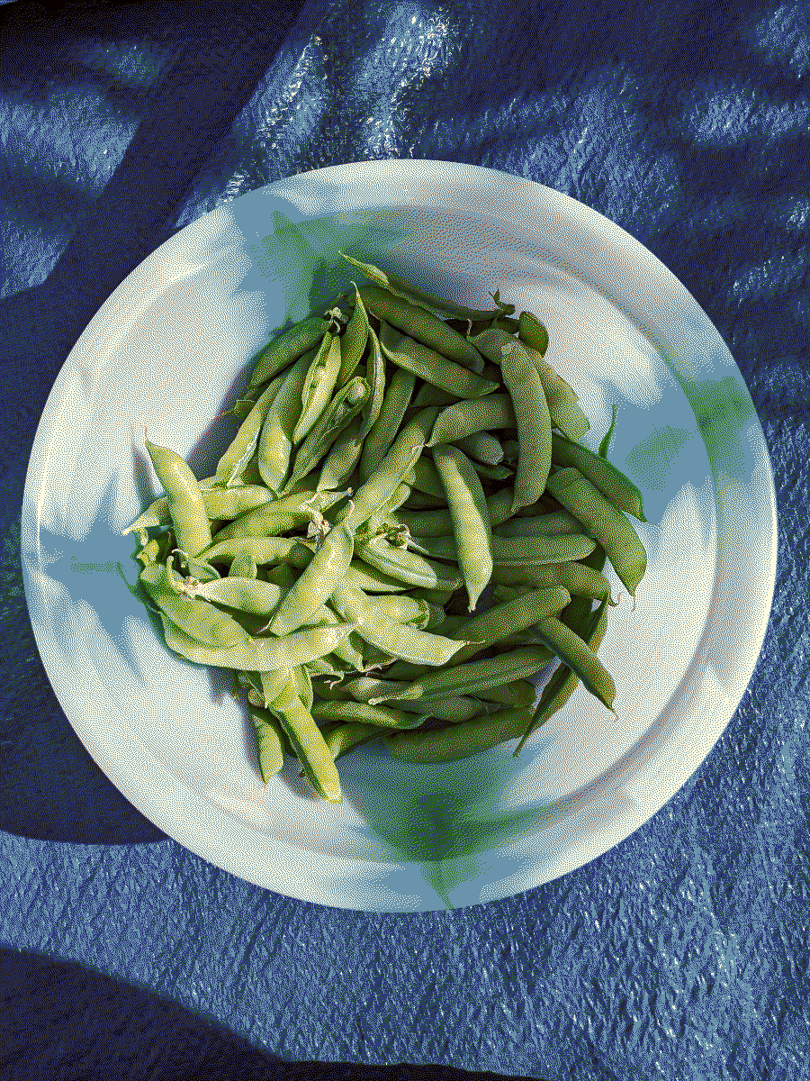 A bowl of long green beans in the sun