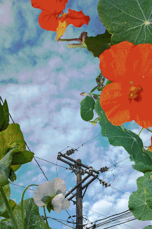 clouds behind the top of a telephone pole with a large red flower and bean plant border collaged on top
