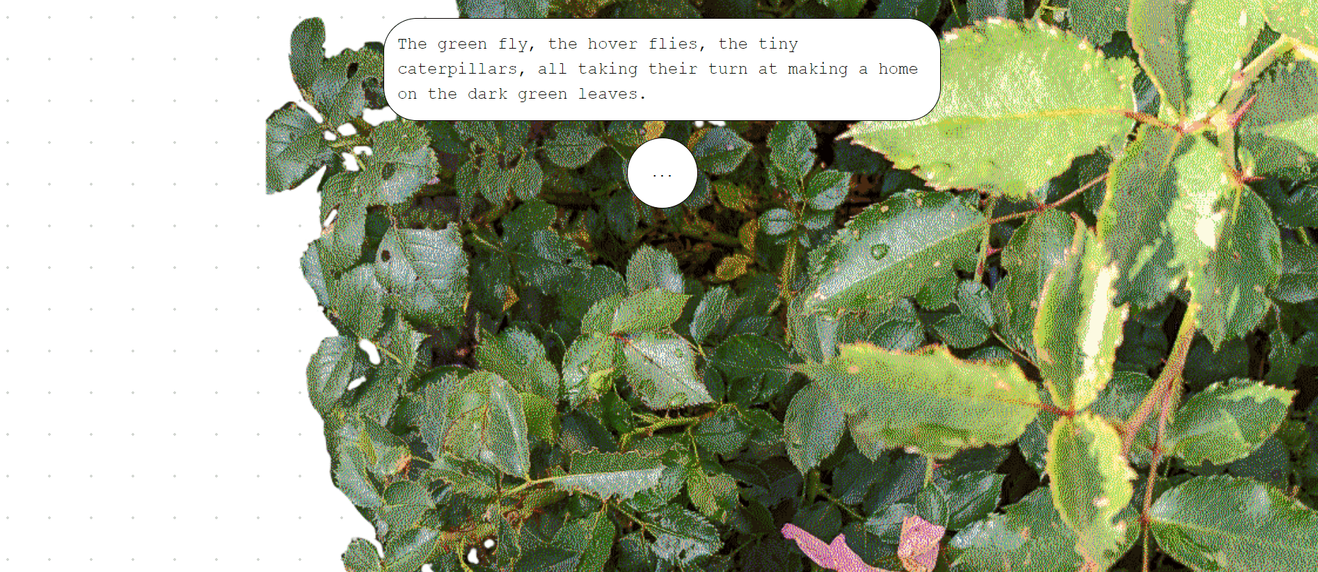 website,text: the green fly, the hoverflies, the tiny caterpillars, all taking their turn at making a home on the dark green leaves. background: closeup of green bush with dithering effect