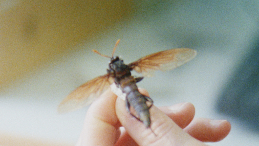 Image of pinned insect with wings on 16mm grain