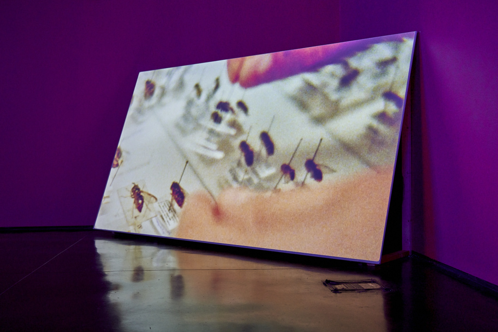 A screen, tilted in the corner of a room with purple walls, with the film showing, a shot of a collection of insects being pinned