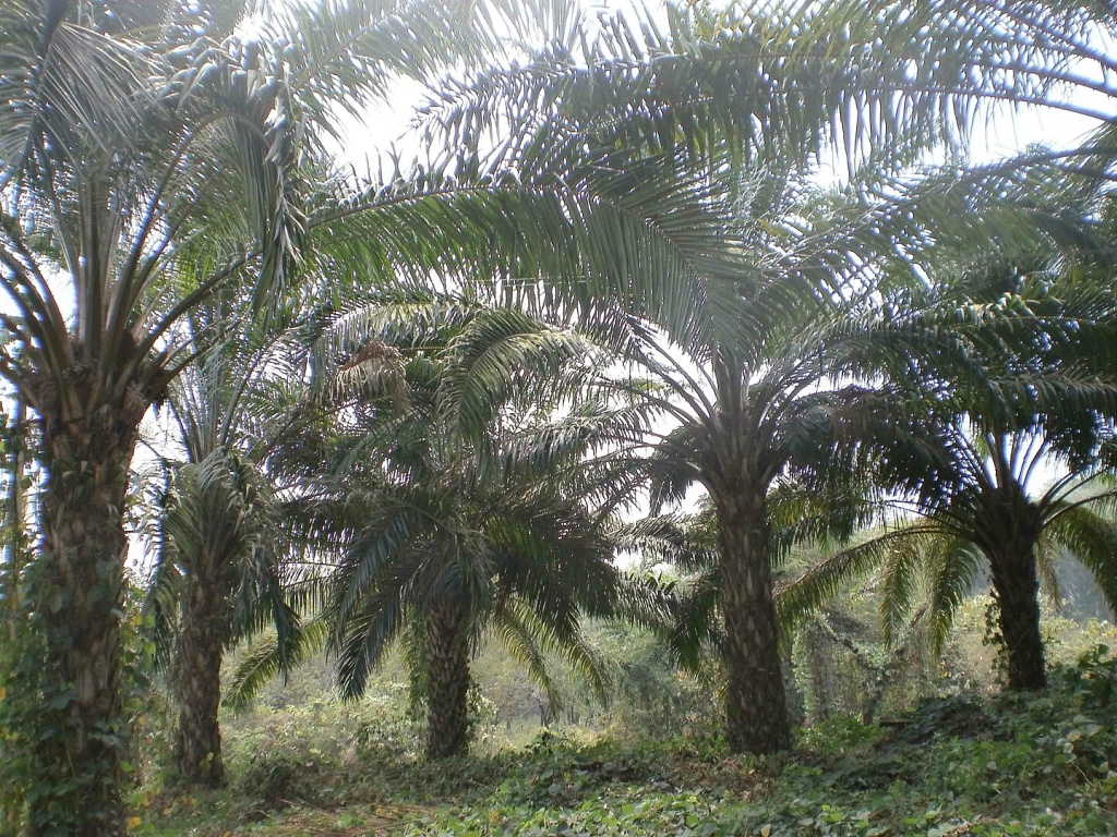 oil palm plants in a green area, large woody plants with palm fronds