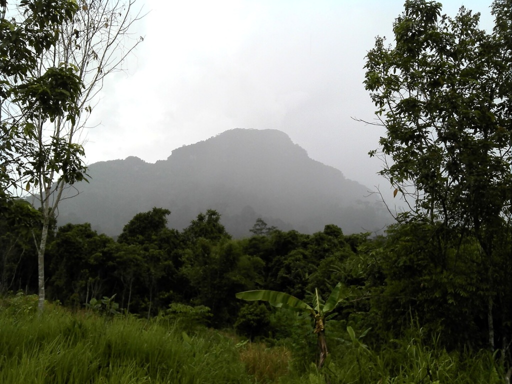 A mountain in the mist past a rainforested area