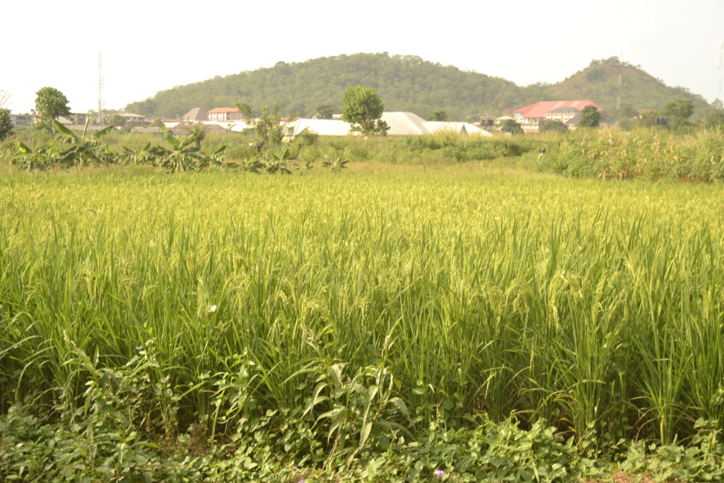 a field of green rice crop with buildings and hills in the background