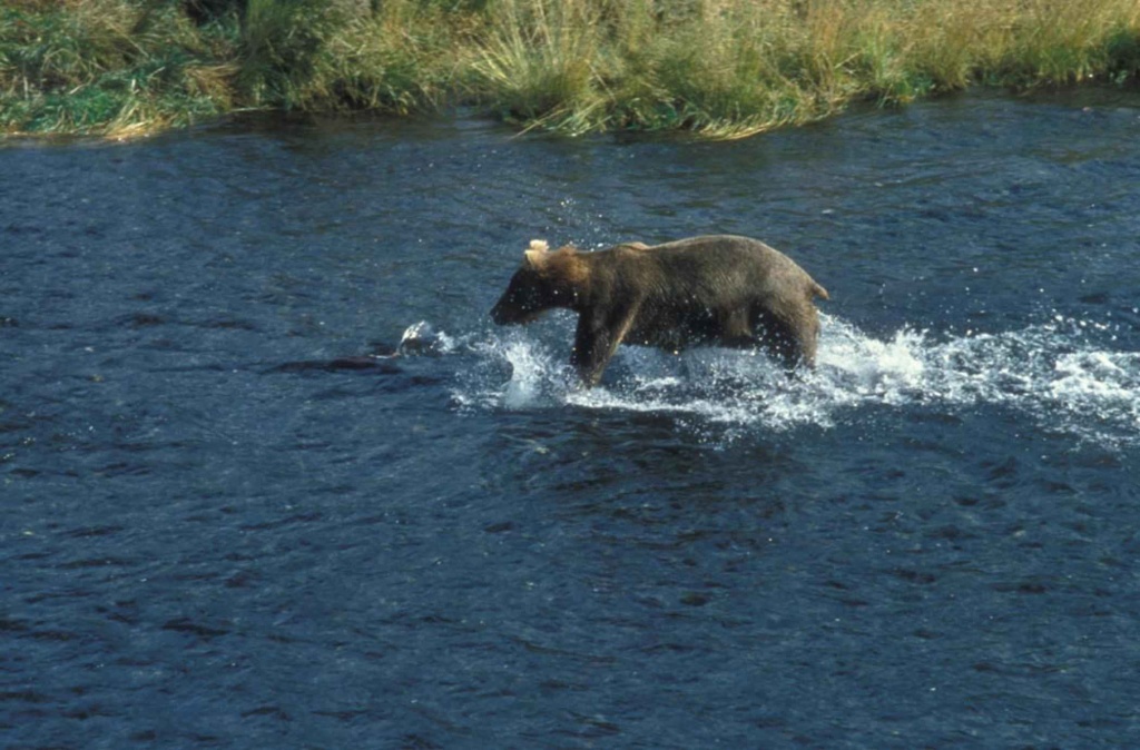 grizzly bear cub in water