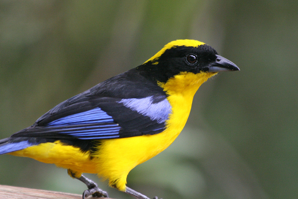 A yellow bodied, blue winged bird