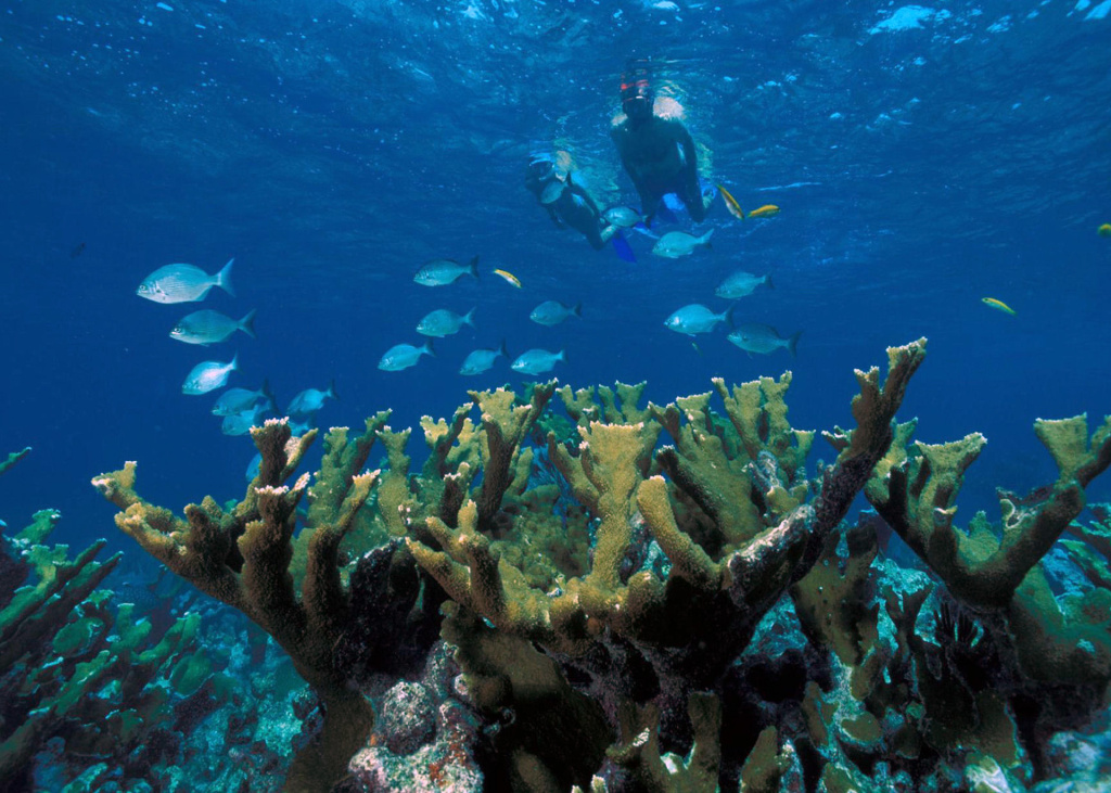 A coral reef underwater