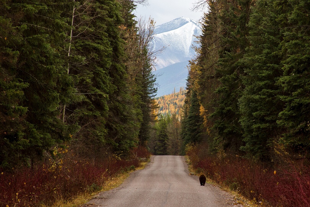 a black bear walking on road between large forest with mountains in background
