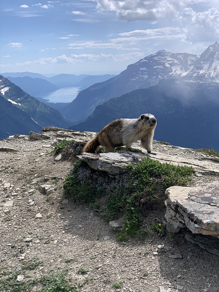 a marmot sat on a rock in front of a landscape of mountains and lakes