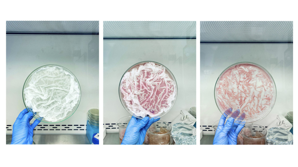 A triptych of three steps of a person holding a petri dish with bacteria in it, placing a silk cover over it, and then the silk cover having absorbed the dye from the dish