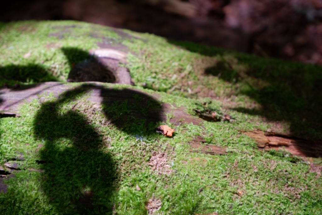 small orange slime and green moss on a log shadowed by leaves