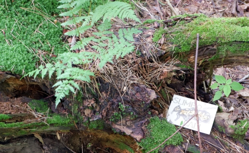 A piece of card with Slime Call written on hidden among the low ferns of a forest floor