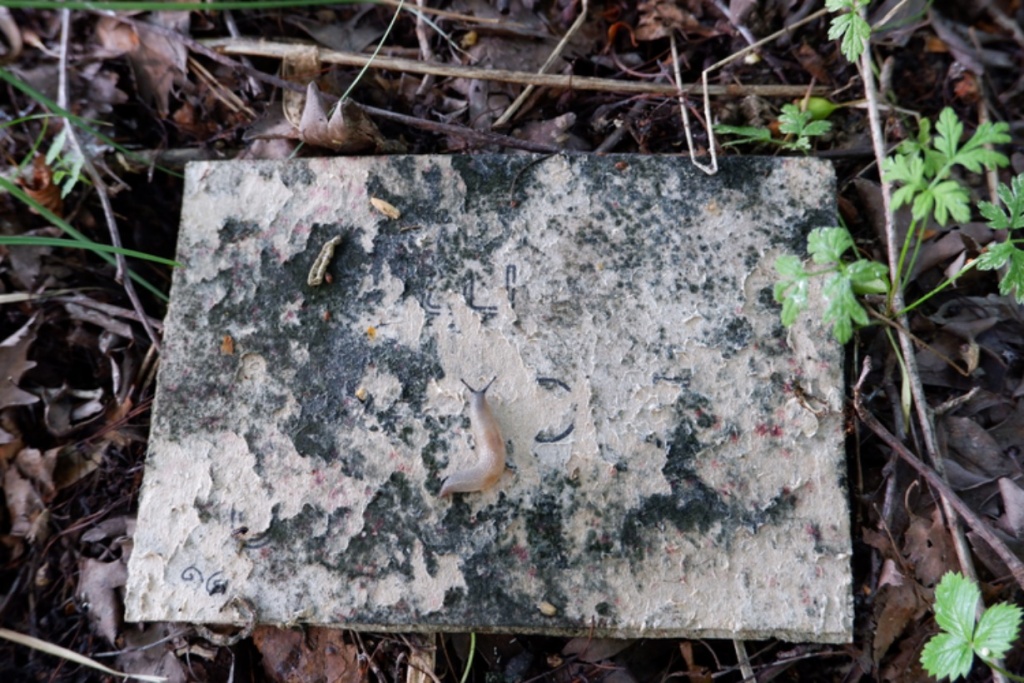 A decayed piece of card on a forest floor with a slug crawling across