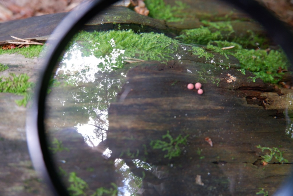 A magnified small pink slime on a damp mossy log