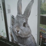 a picture of an advert of a bunny using a phone