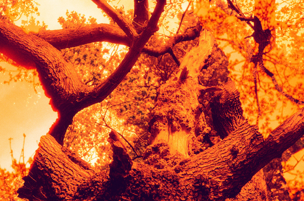 a photocollage of two trees captured in redscale, one's network of branches blocks out the shape of the other's trunk