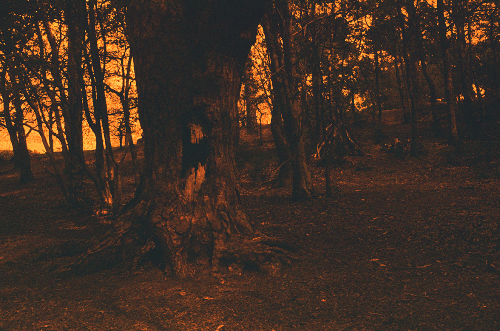 a redscale photograph of a tree with an ominous looking maw standing in a forest